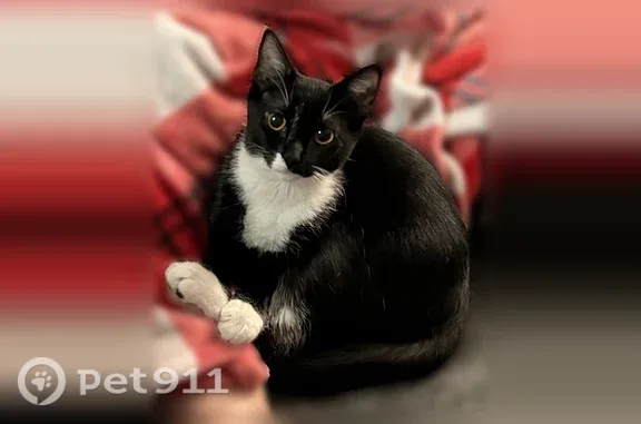 Lost cat, Garrow Drive, 64, Hamilton — female, very friendly but quick - photo