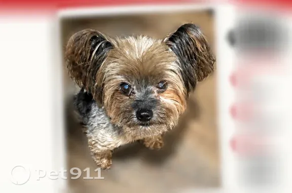 Lost dog, male, Madison Shores Drive, 236, Old Madison, Westminster — 5-lb Yorkie named Buck - photo