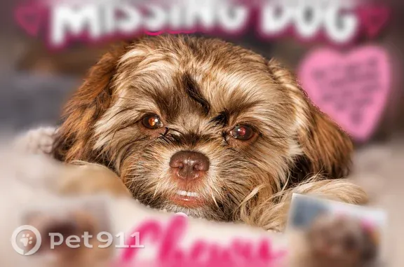 Lost and found pets Tucson, photo: Lost dog, East 29th Street, 7101, Tucson — female with an underbite