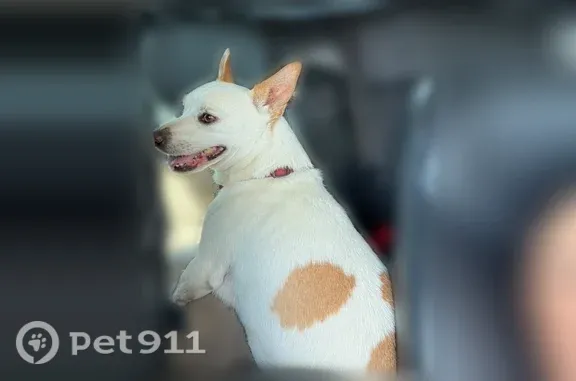Lost dog, Hidalgo Avenue, Midland — small white male dog - photo