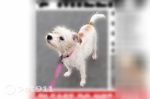 Lost and found pets Columbus, photo: Lost dog, North Terrace Avenue, 160, Columbus — female, very scared