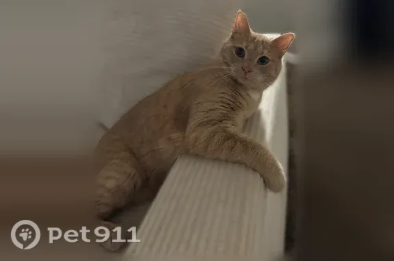 Lost cat, Chippendale Circle, 251, Lexington — light orange tabby - photo