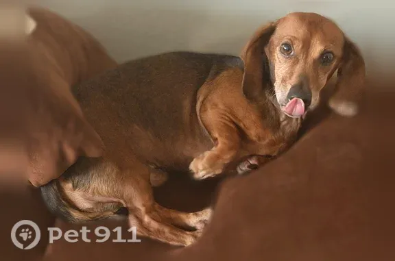 Lost and found pets Fort Hood, photo: Found male dog, Travis Avenue, Kay Bee Heights, Fort Hood — gentle Dachshund