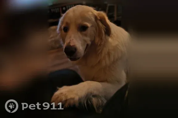 Lost dog, Noble Road, High Point — male Great Pyrenees with a red collar - photo