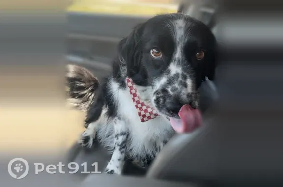 Lost dog, female, West 3rd Avenue, 120, Spokane — black spots on nose - photo