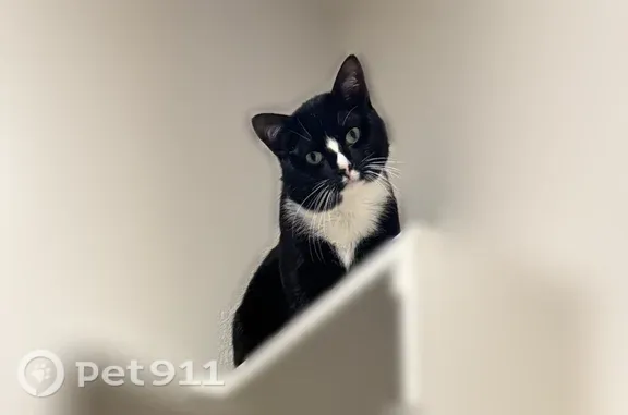 Lost cat, East 86th Street North, 8360, Owasso, Oklahoma City — tuxedo cat with a distinctive nose marking - photo