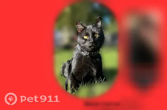 Lost male cat, Victoria Boulevard, Virginia, Richmond — black coat with a small white chest patch - photo