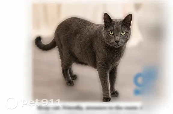 Lost cat, Hickory Branch Trail, 21674, Strongsville — answers to JOY - photo