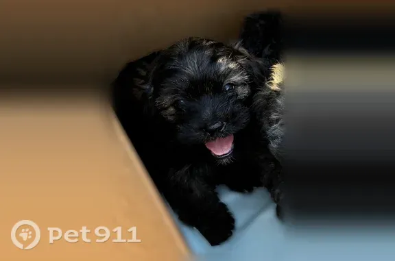 Lost and found pets Kansas City, photo: Lost dog, South Mill Street, 272, Kansas City — puppy may be with his mother