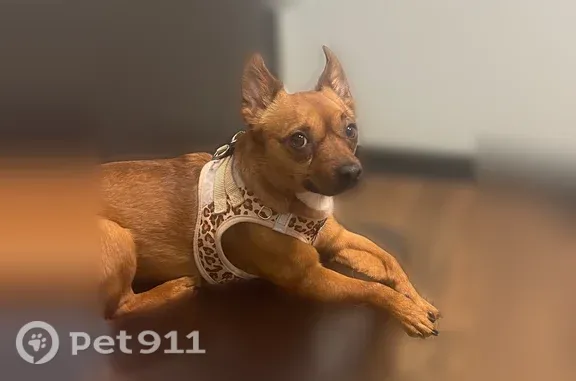 Lost dog, Cottonwood Parkway, 834, San Marcos, San Marcos — fawn dachshund/pinscher mix - photo
