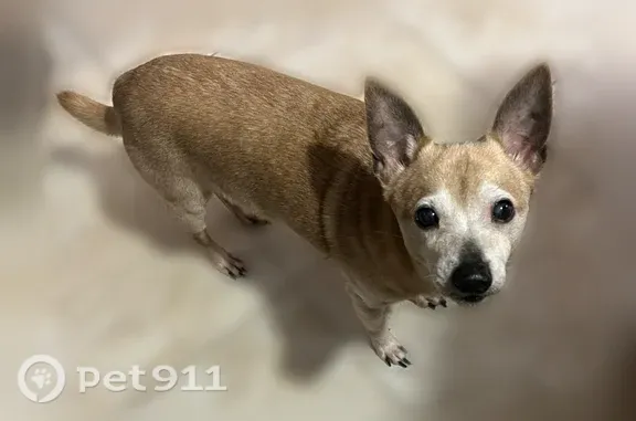 Lost dog, male, Pisgah Road, 5863, Andrews — brown and grey, 14 years old - photo