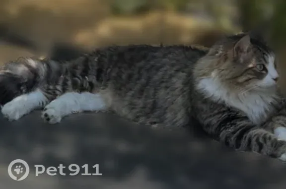 Lost male cat, Hunt Street, Mocksville, Yadkinville — gray with darker stripes and white paws - photo