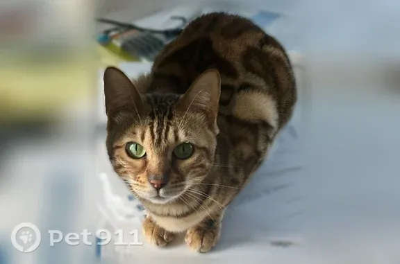 Lost and found pets Baltimore, photo: Lost cat, South Clinton Street, 700, Baltimore — female Bengal with dark brown spots