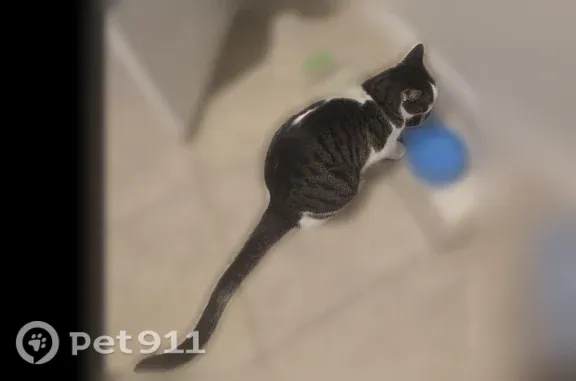 Lost male cat, Heartland Drive, Manor, Austin — green eyes and tabby markings - photo