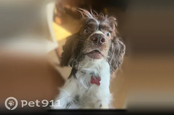 Lost dog, North Kimball Avenue, 603, Southlake — male, brown Milo - photo