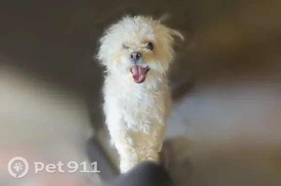 Lost dog, Brigid Street, 315, Lafayette — white male Pekapoo - photo