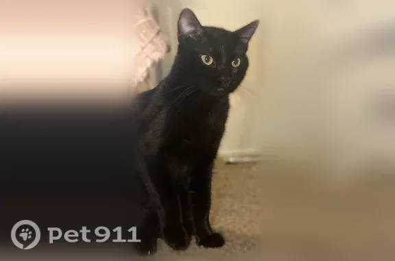 Lost cat, Wendy Drive, 865, Grand Prairie — neutered male with part of his left ear cut off - photo