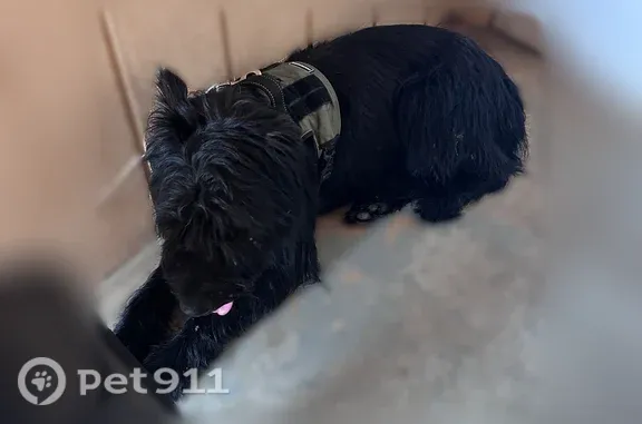 Lost male dog, Tree Lane, 5231, Ridge Manor — black - photo