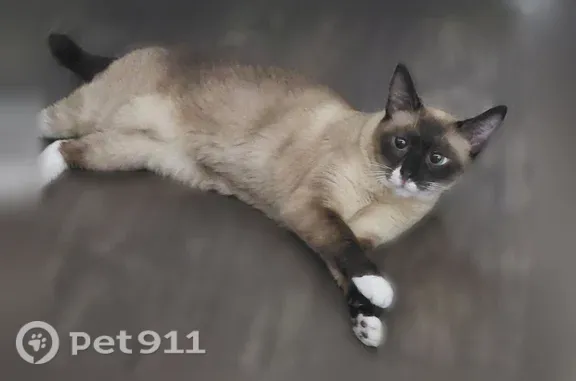 Lost cat, South Cherry Street, 1100, Tomball, Houston — female Siamese with white paws - photo