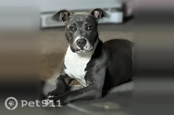 Lost dog, Montgomery Avenue, Stockton — male grey pit bull with white markings - photo
