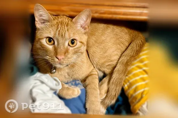 Lost Cat, male, West Marsh Street, 406, Buffalo — white chin and tail tip - photo