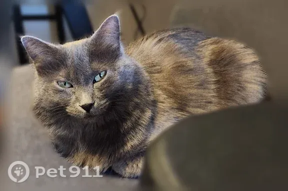 Lost cat, Aspen Avenue, 4350, Mesa — female with green eyes and fluffy gray coat - photo