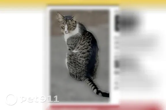 Lost cat, Danny Avenue, 5662, Cypress, Huntington Beach — male gray-and-white tabby - photo