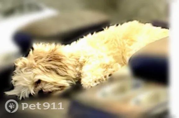 Lost and found pets Chandler, photo: Lost dog, West Frye Road, 99, Chandler — female white and brown Shih Tzu