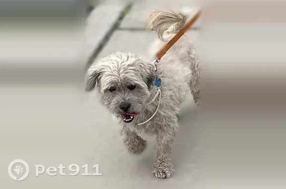Missing dog Huntington Station, photo: Lost dog, 5th Avenue, 225, Huntington Station — gray male