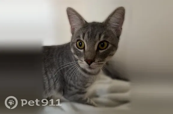 Lost and found pets Henderson, photo: Lost cat, Via Florentine Street, 2849, Henderson — male, gray with dark gray stripes