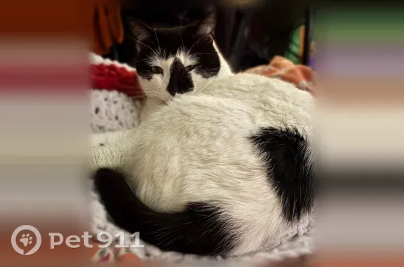 Lost cat, Northwest 31st Street, 2609, Miami — male with green eyes - photo