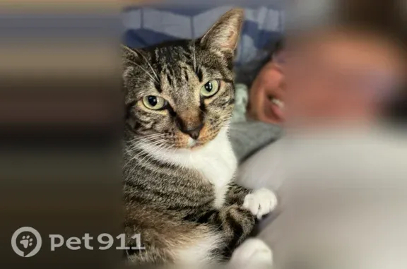 Lost female cat, Southwest North Dakota Street, 12505, Tigard, Portland — brown tabby with white chest and paws - photo
