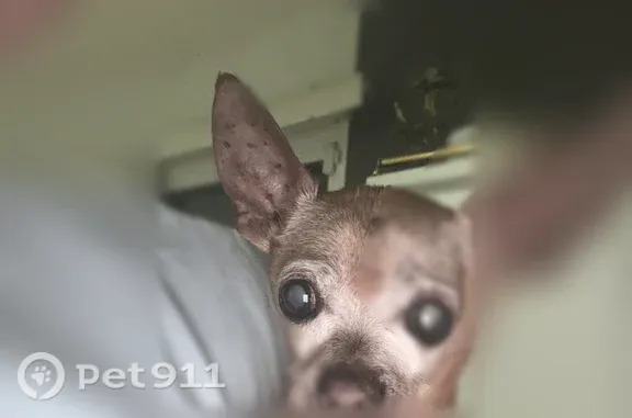 Lost and found pets Hesperia, photo: Found dog, Cerritos Court, 13199, Hesperia — male teacup Chihuahua