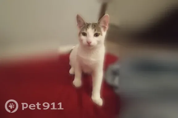 Lost and found pets Akron, photo: Lost cat, female, Wilmich Drive, Akron — white with gray stripes