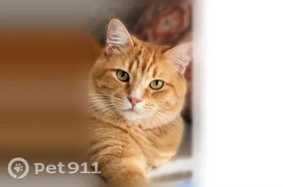 Missing cat Manteo, photo: Lost male cat, Airport Road, North Carolina, Manteo — orange with a fluffy tail