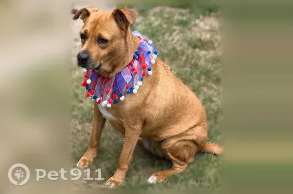 Lost female dog, 123rd Street Court Northwest, 3606, Gig Harbor, Port Orchard — golden coat, brown eyes - photo