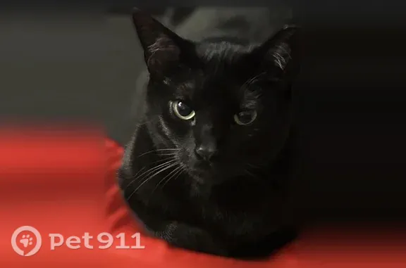 Lost cat, 17th Street, 348, St. Cloud — male, black coat, missing ear tip - photo