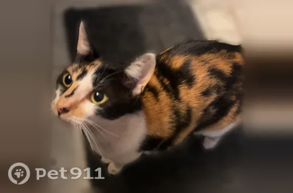 Lost cat, Basin Way, 22184, Redding, Anderson — 3 years old, female - photo
