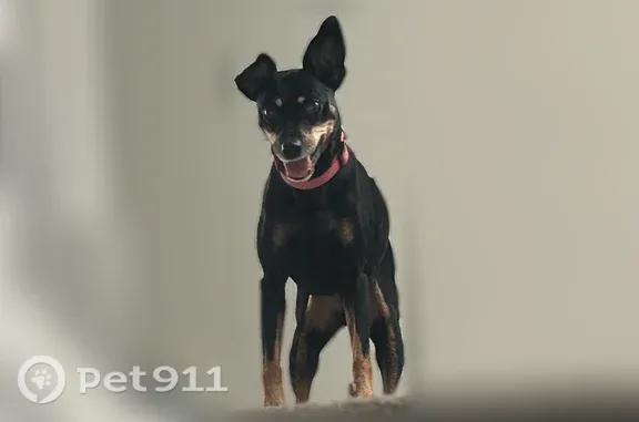 Lost female dog, Cloverleaf Parkway, 3100, Kannapolis — black and tan, 10 lbs - photo