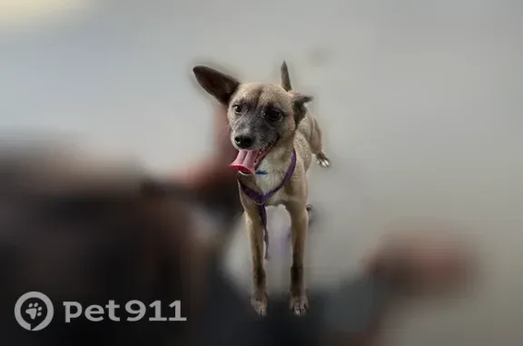Missing dog New Orleans, photo: Lost dog, male, Brightside Drive, 1855, Baton Rouge, New Orleans — brown, 22 lbs