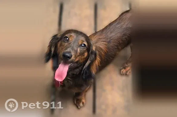 Lost male dog, Sherburne Avenue, 536, St. Paul — brindle Dachshund, 2 years old - photo