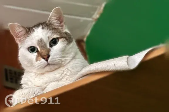 Lost and found pets Painesville, photo: Lost male cat, Bowhall Road, 604, Painesville — named Si