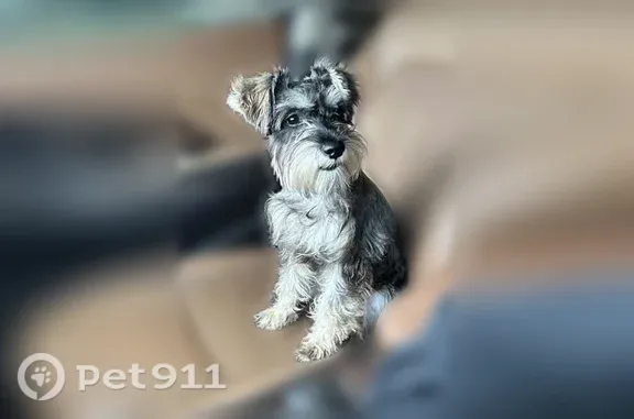 Lost and found pets Harlingen, photo: Lost dog, Rachel Street, 3230, Harlingen — friendly grey-and-white female