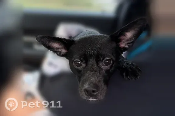 Lost and found pets Killeen, photo: Found dog, Arkansas Avenue, 1606, Killeen — female, no collar