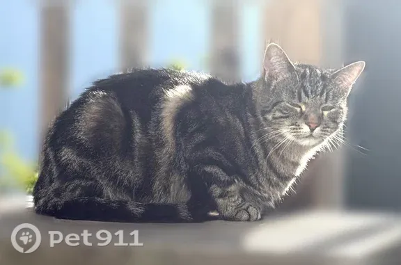 Lost and found pets Manhattan, photo: Lost cat, Sherlock Place, 7, Manhattan — female tabby with yellow and green eyes