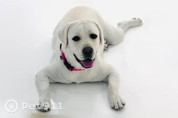 Lost and found pets Dallas, photo: Lost male dog, Dallas North Tollway, 6529, Dallas — white English Lab