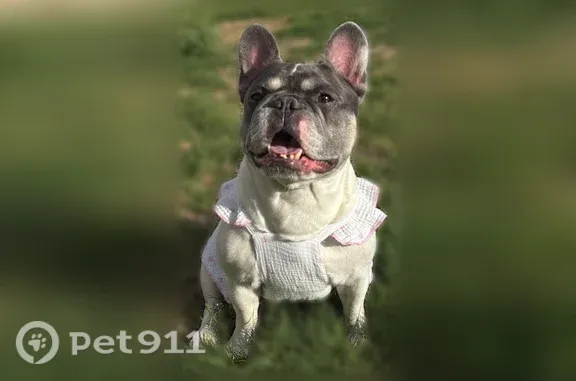 Missing dog Aldine, photo: Lost Dog, Aldine Mail Route Rd @ Macnaughton, Texas 77039, USA, Aldine — female with gray head and tail