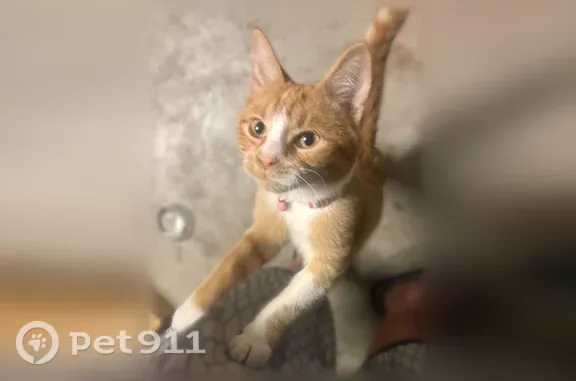 Lost and found pets Tulsa, photo: Found cat, South Mingo Road East, 10030, Tulsa — female orange tabby