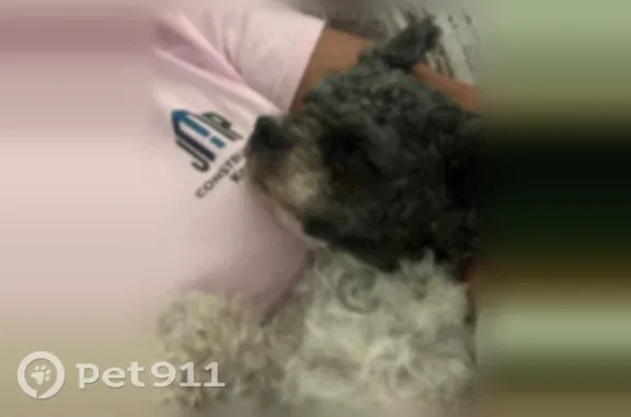 Lost and found pets Houston, photo: Lost dog, Concourse Drive, 9499, Houston — small male with white chest and muzzle