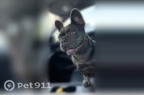 Lost female dog, Esperanza Drive, Fort Worth, Haslet — gray Frenchie Lola - photo